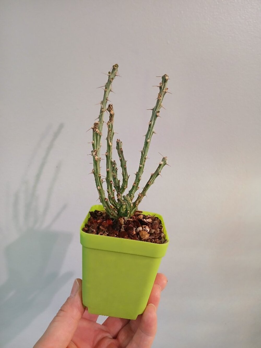Cholla Cactus